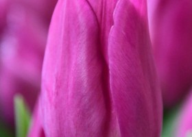 Tulipa Gomera ® (3)